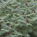 Image of staghorn sumac