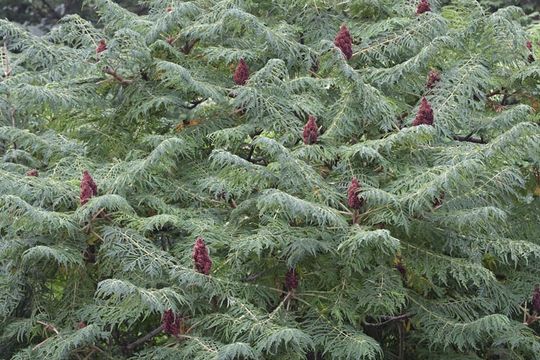 Image de Sumac vinaigrier