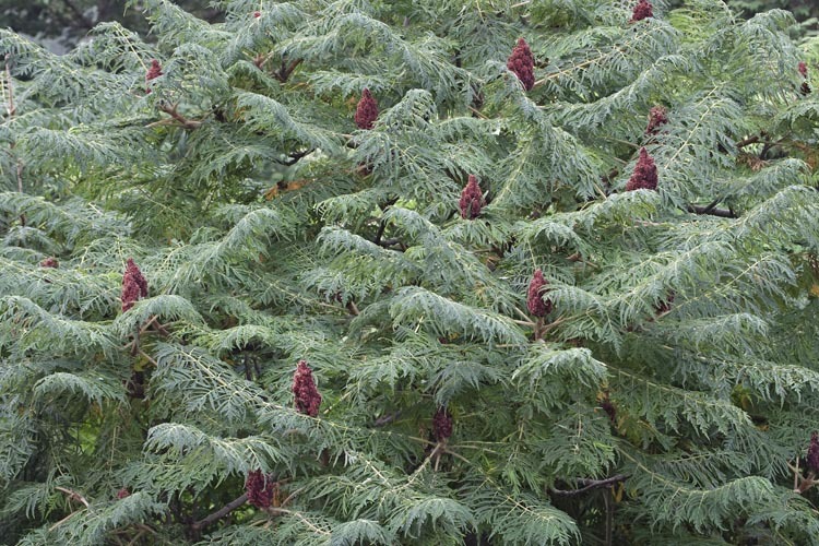 Image of staghorn sumac