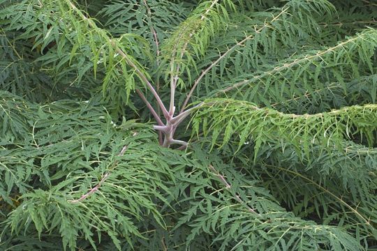 Image de Sumac vinaigrier