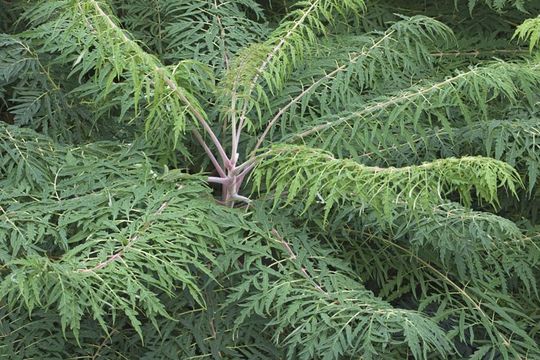 Image of staghorn sumac