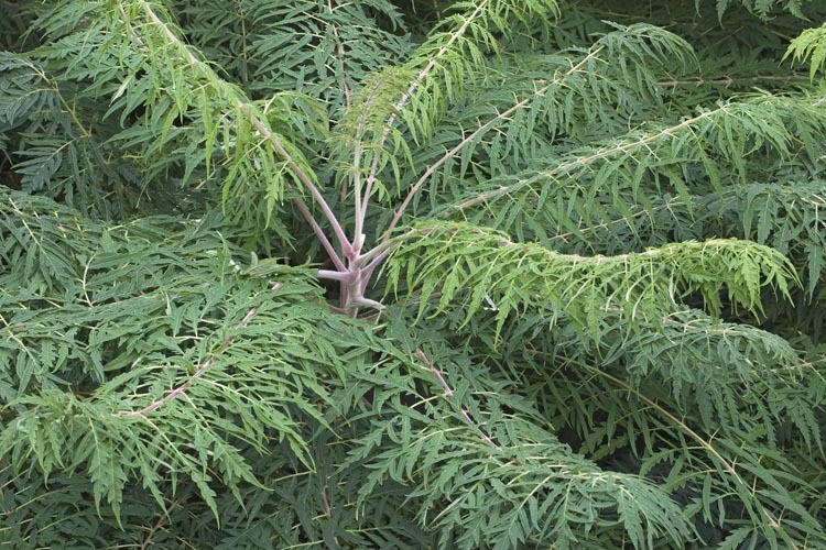 Image de Sumac vinaigrier