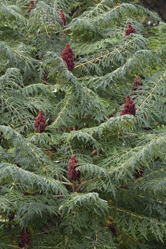 Image of staghorn sumac