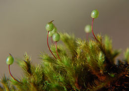 Image of Menzies' anacolia moss