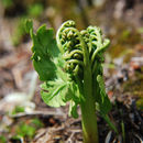 Image of northern moonwort