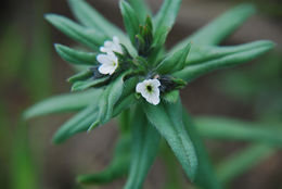 Image of corn gromwell