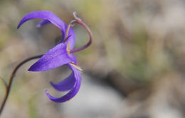 Sivun Campanula aurita Greene kuva