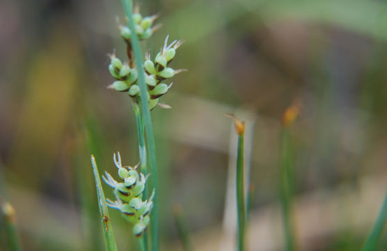 Image of elk sedge