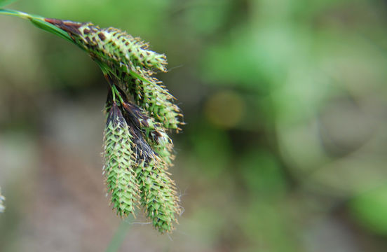 Imagem de Carex mertensii J. D. Prescott ex Bong.