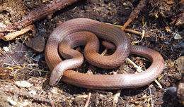 Image of Sharp-tailed Snake