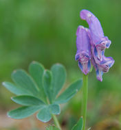 Image of fewflower fumewort