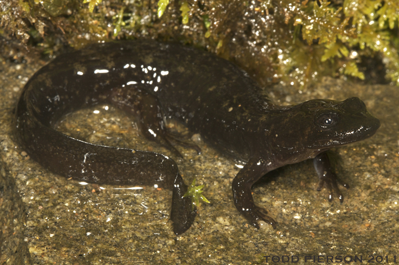 Image of Desmognathus marmoratus (Moore 1899)