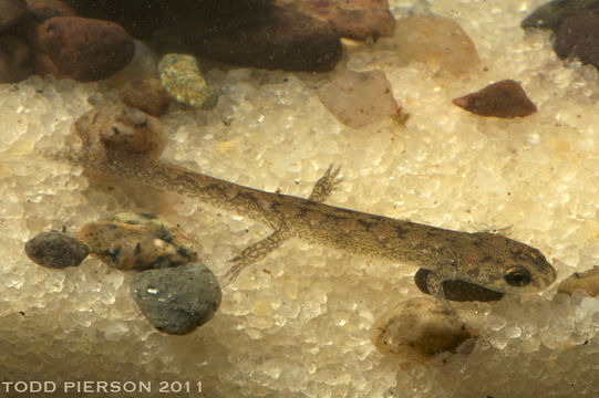 Image of Ocoee Dusky Salamander