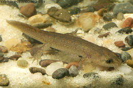 Image of Blackbelly Salamander