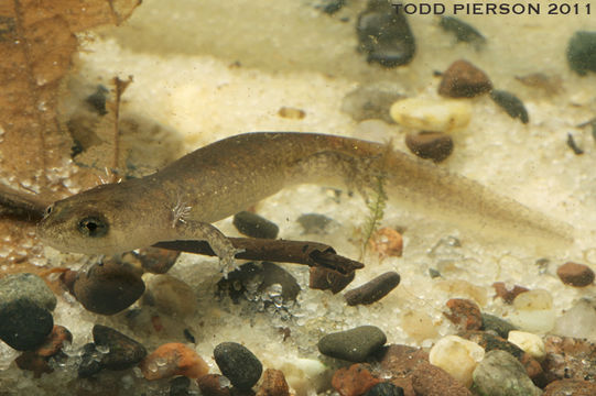 Image of Blackbelly Salamander