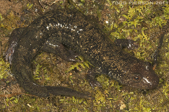 Image of Blackbelly Salamander