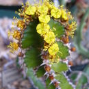 Image of Euphorbia restricta R. A. Dyer