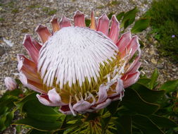 Image of king protea