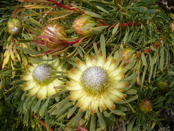 Plancia ëd Protea scolymocephala (L.) Reich.