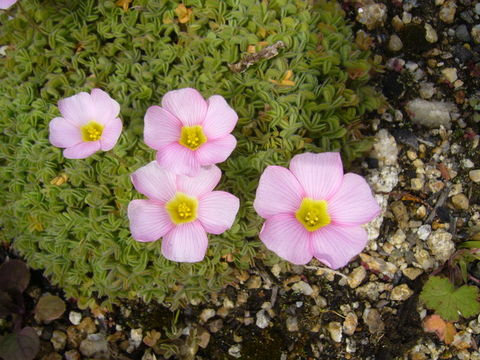 Image of Oxalis obtusa Jacq.