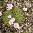 Image of Oxalis obtusa Jacq.