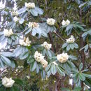 Image of Rhododendron protistum I. B. Balf. & Forrest