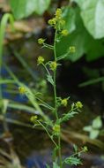 Image of <i>Rorippa <i>palustris</i></i> ssp. palustris