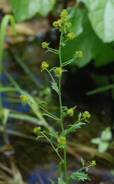 Image of <i>Rorippa <i>palustris</i></i> ssp. palustris
