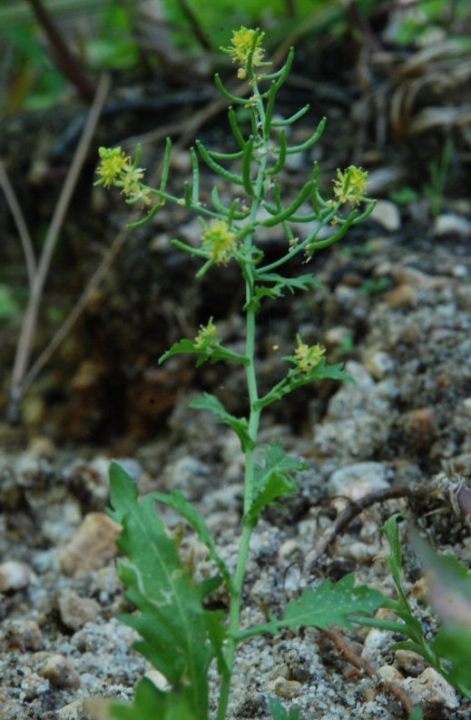 Image of <i>Rorippa <i>palustris</i></i> ssp. palustris