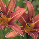 Image of orange daylily