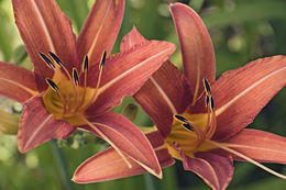 Image of orange daylily