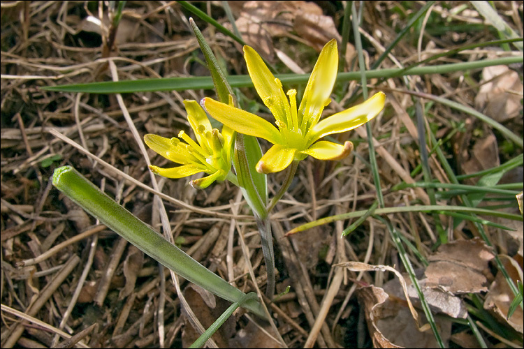 Image of Gagea pusilla (F. W. Schmidt) Sweet