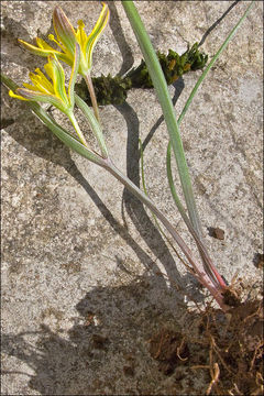 Image of Gagea pusilla (F. W. Schmidt) Sweet