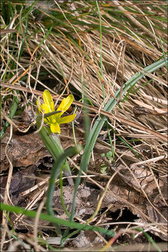 Image of Gagea pusilla (F. W. Schmidt) Sweet