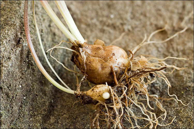 Image of Gagea pusilla (F. W. Schmidt) Sweet