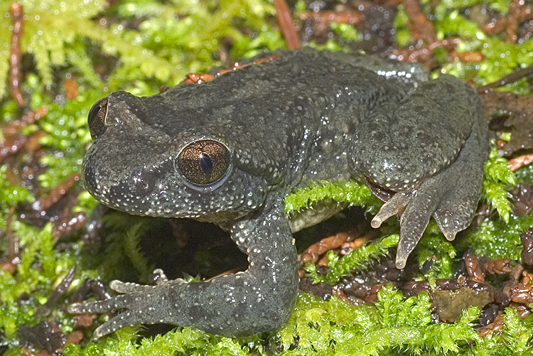 Image of Coastal Tailed Frog