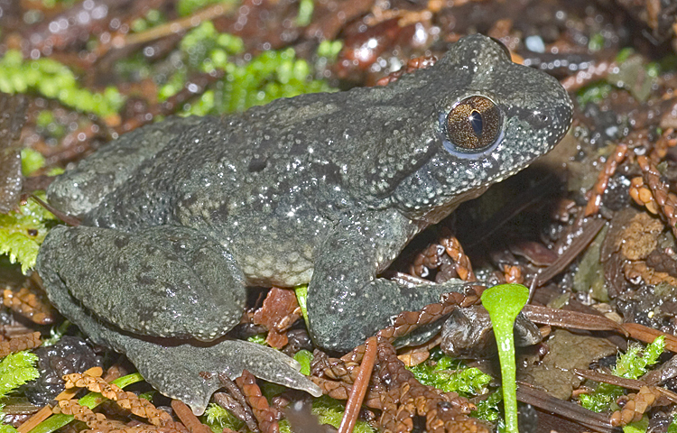 Image of Coastal Tailed Frog