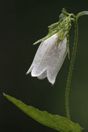 Image of spotted bellflower