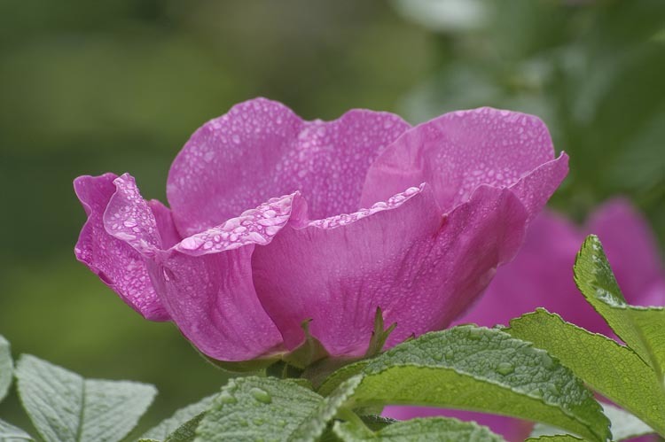 Слика од Rosa rugosa Thunb.