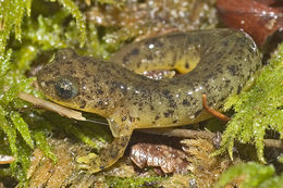 Image of Southern Torrent Salamander