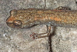 Image of San Gabriel Slender Salamander