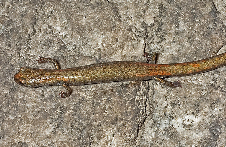 Image of San Gabriel Slender Salamander