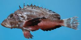 Image of Gray goblinfish