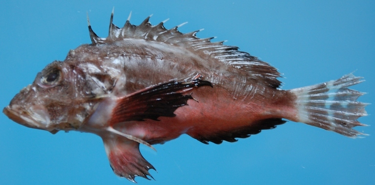 Image of Gray goblinfish