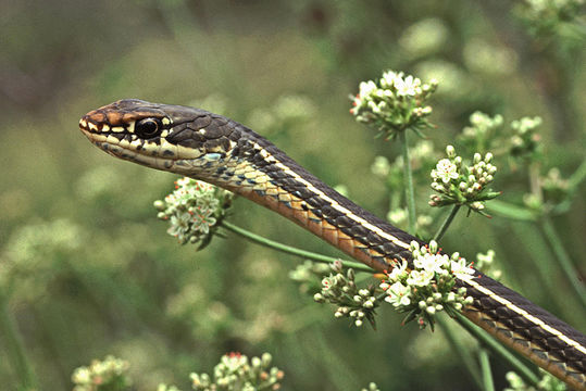 Image of <i>Masticophis lateralis</i>