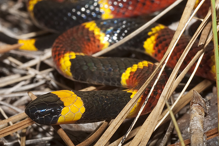 Image of Eastern Coral Snake