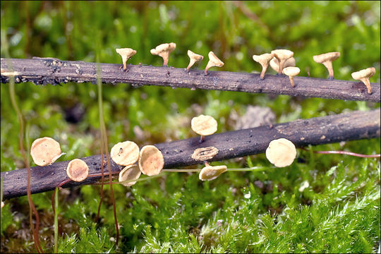 Plancia ëd Lanzia luteovirescens (Roberge ex Desm.) Dumont & Korf 1978