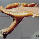 Plancia ëd Lanzia luteovirescens (Roberge ex Desm.) Dumont & Korf 1978