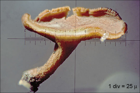 Lanzia luteovirescens (Roberge ex Desm.) Dumont & Korf 1978的圖片