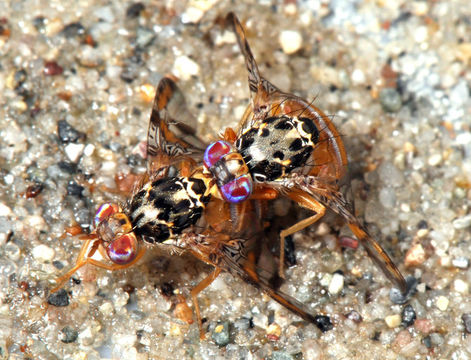 Image of Mediterranean fruit fly